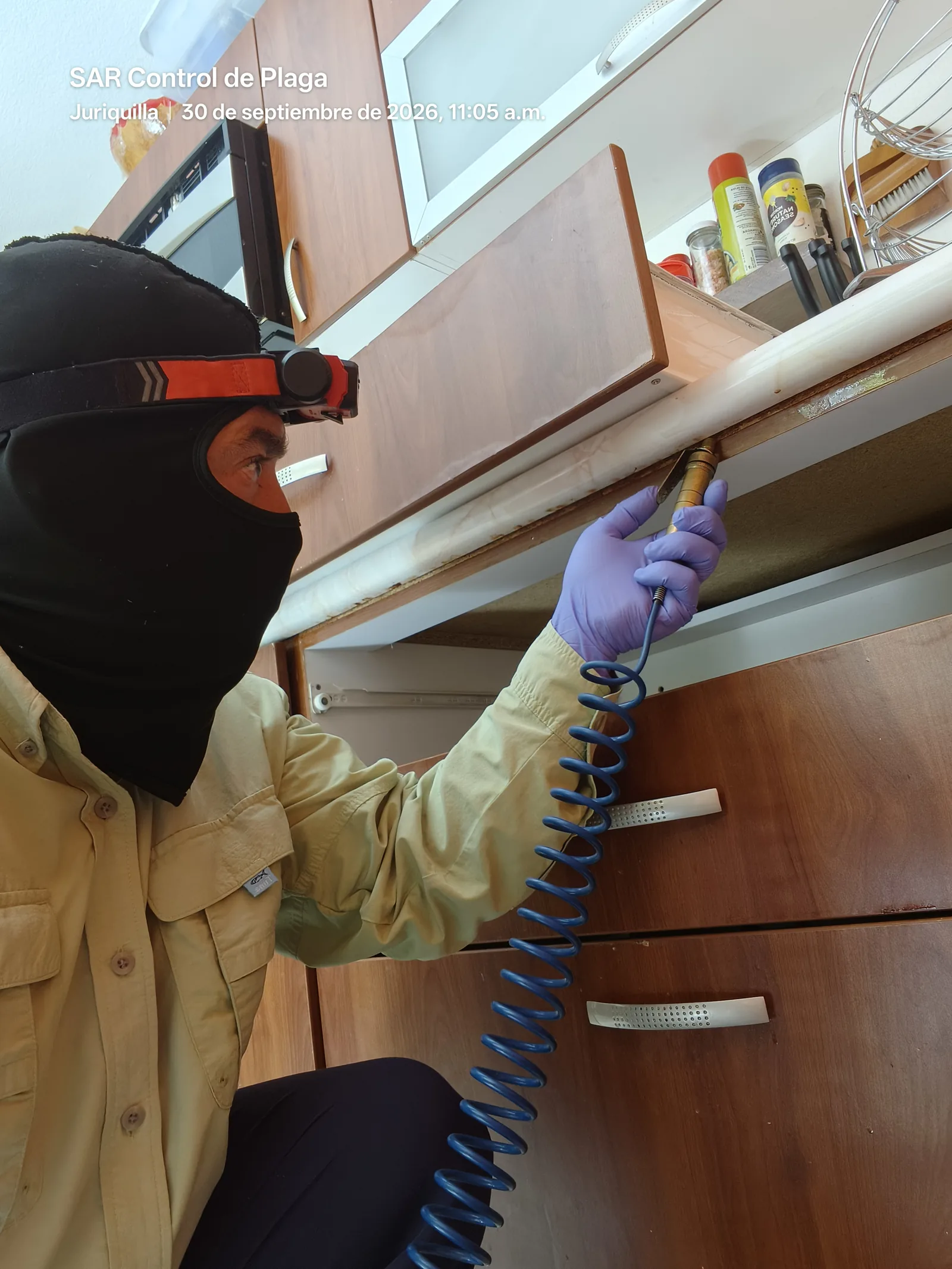 Emmanuel Sauvinett haciendo tratamiento de cucaracha alemana en campo, Alta Vista, Juriquilla