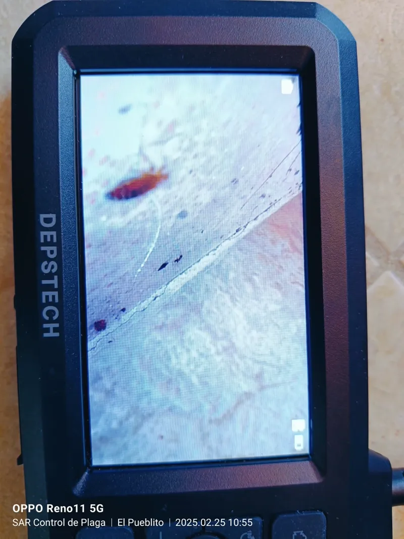 Pantalla de videoboroscopio DEPSTECH mostrando cucaracha en grieta durante inspección en El Pueblito, Querétaro — SAR Control de Plagas