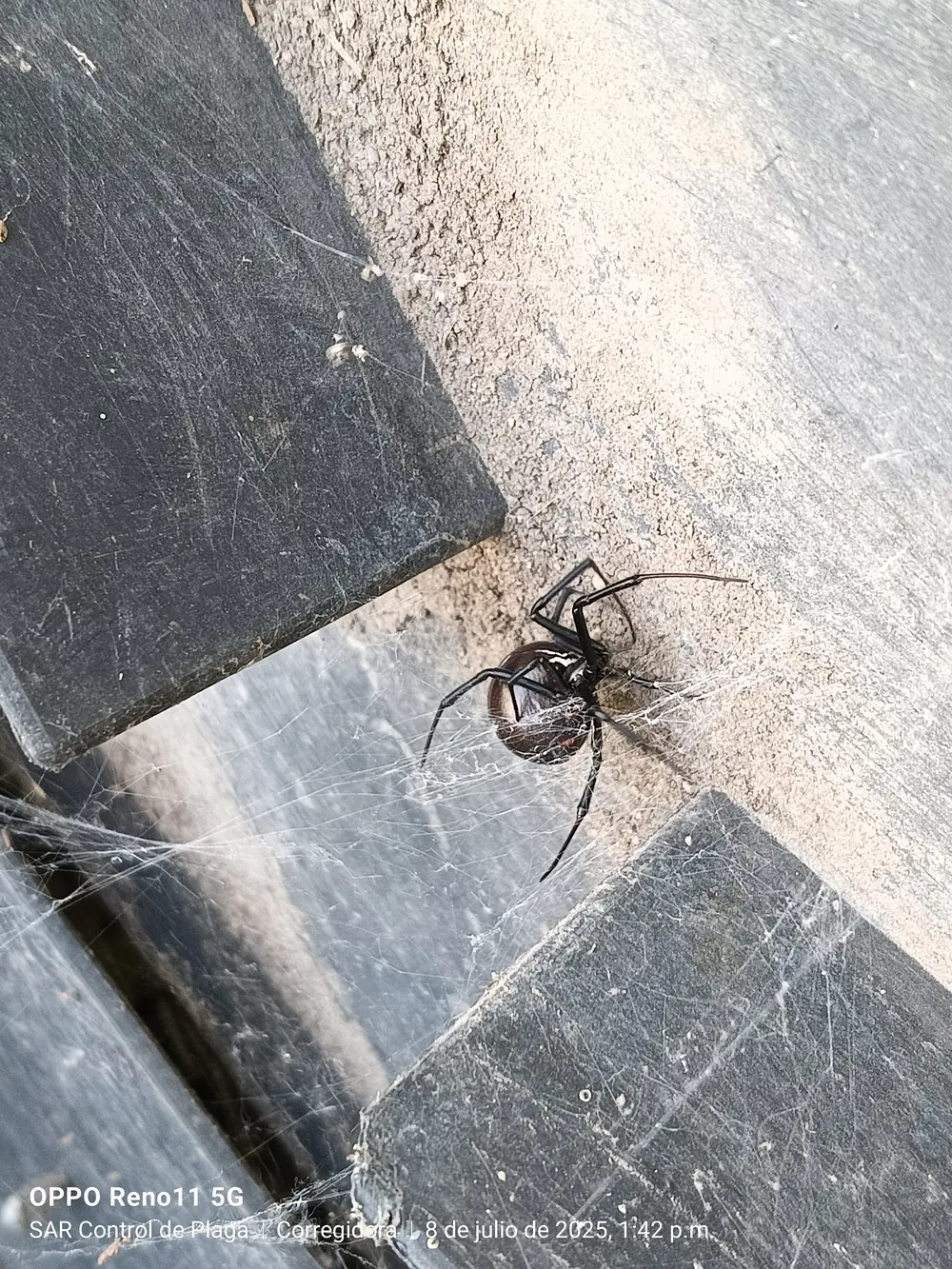 Araña viuda negra localizada en muro durante inspección