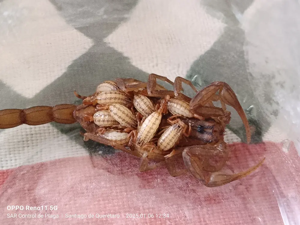Alacrán hembra con crías sobre su dorso