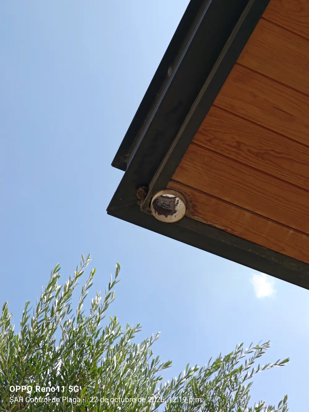 Nido de avispa bajo el alero de un techo de madera