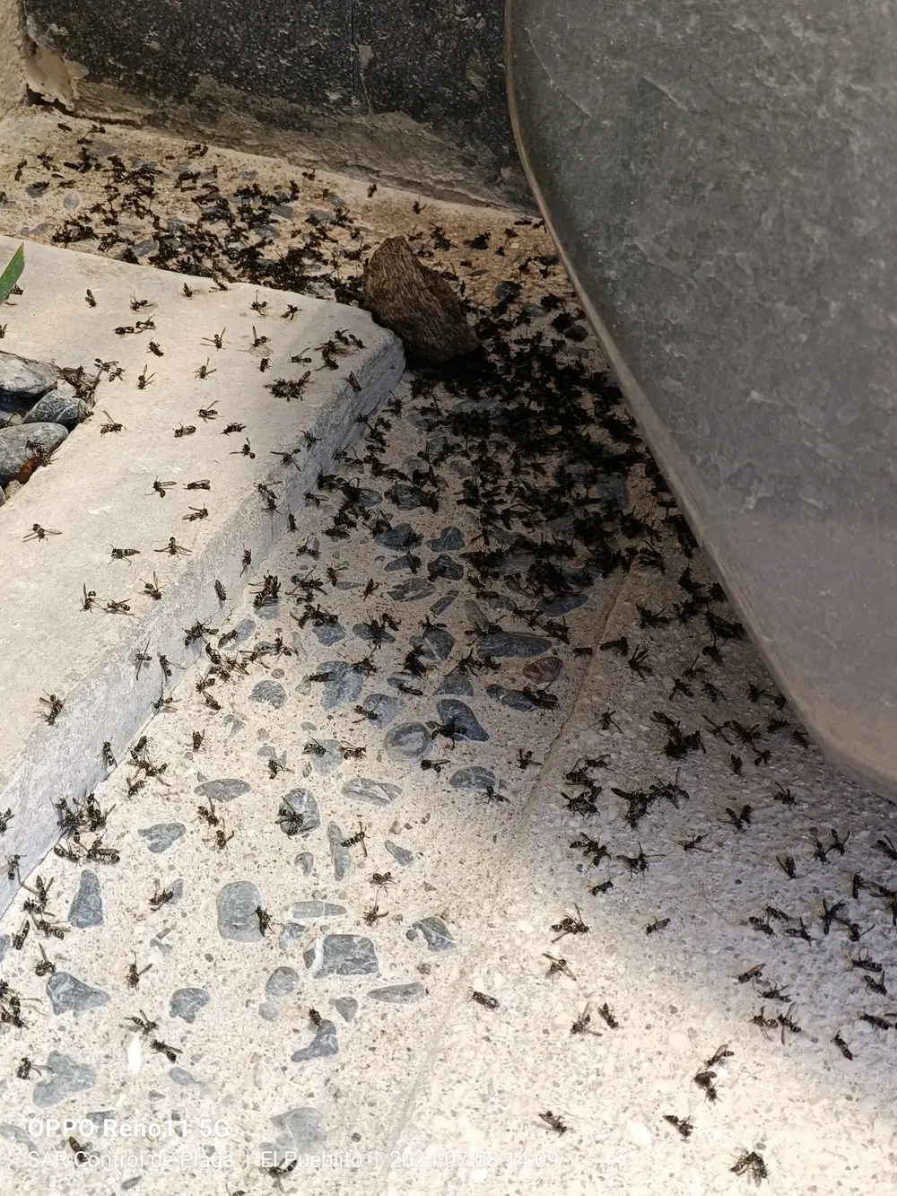 Avispas carpinteras eliminadas, sobre banqueta junto a la base de una maceta