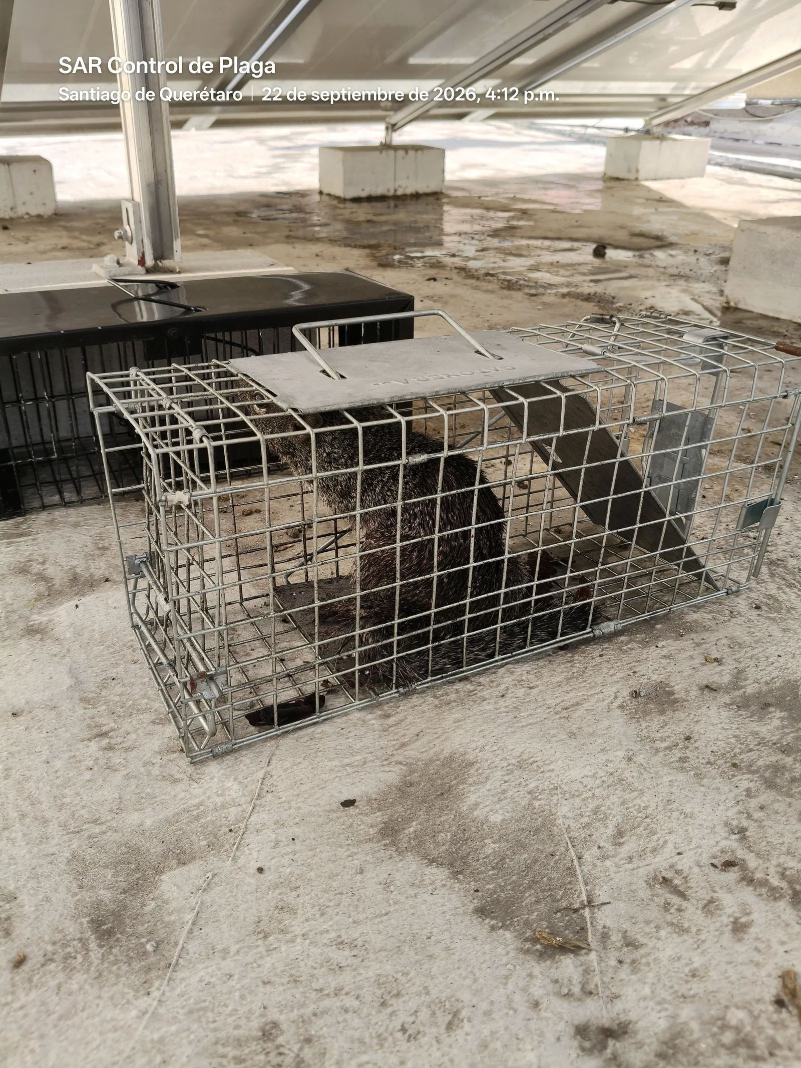 Tree squirrel captured in a cage trap on a rooftop in Querétaro