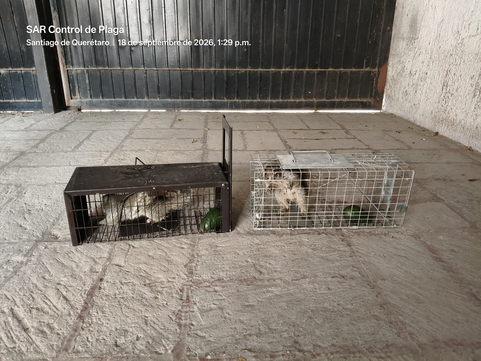 Two cage traps with captured tree squirrels in Querétaro