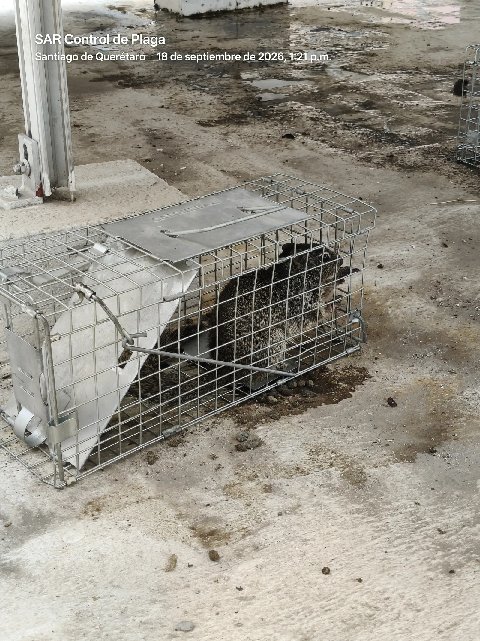Tree squirrel in a cage trap for relocation in Querétaro
