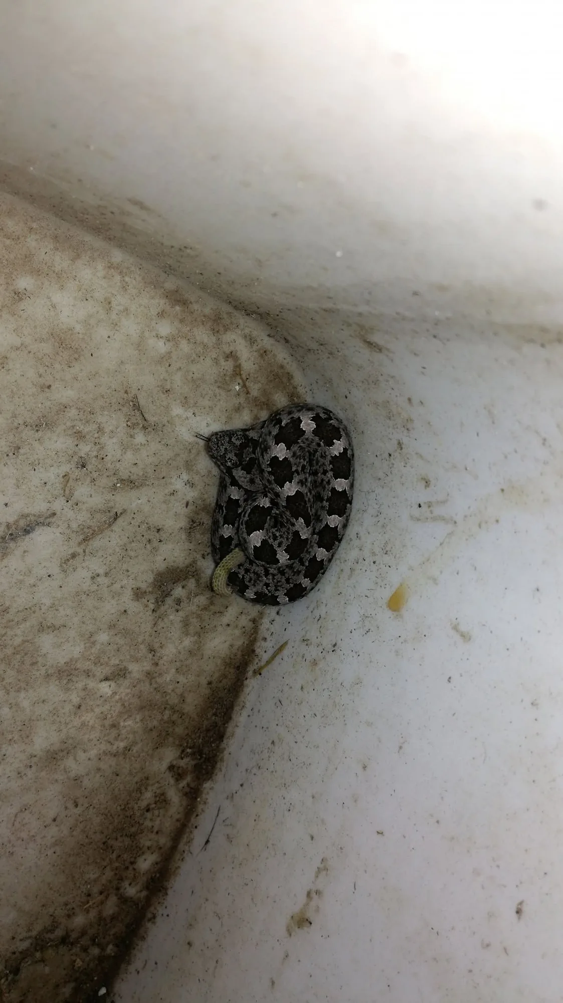 Snake captured for relocation in Lomas de Juriquilla
