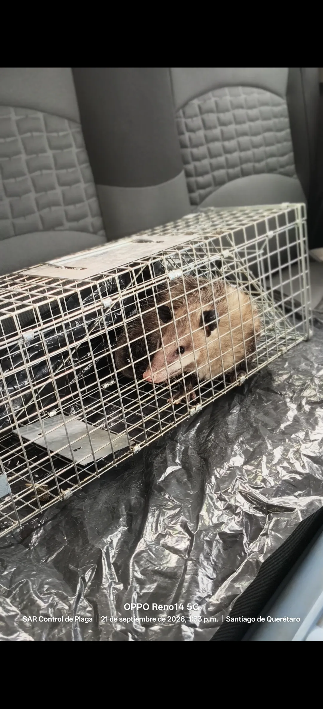 Young opossum in a cage trap in El Campanario