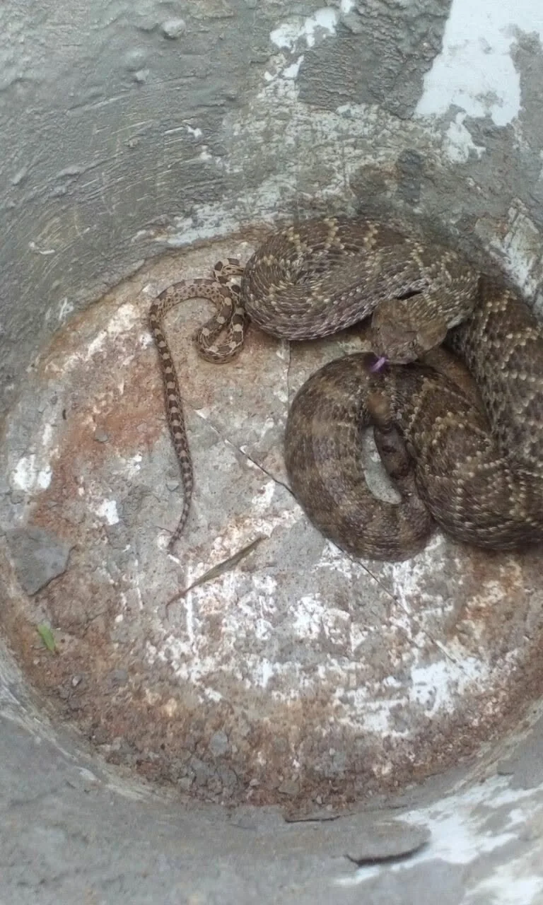 Snakes secured in a containment bucket at a university campus in Querétaro