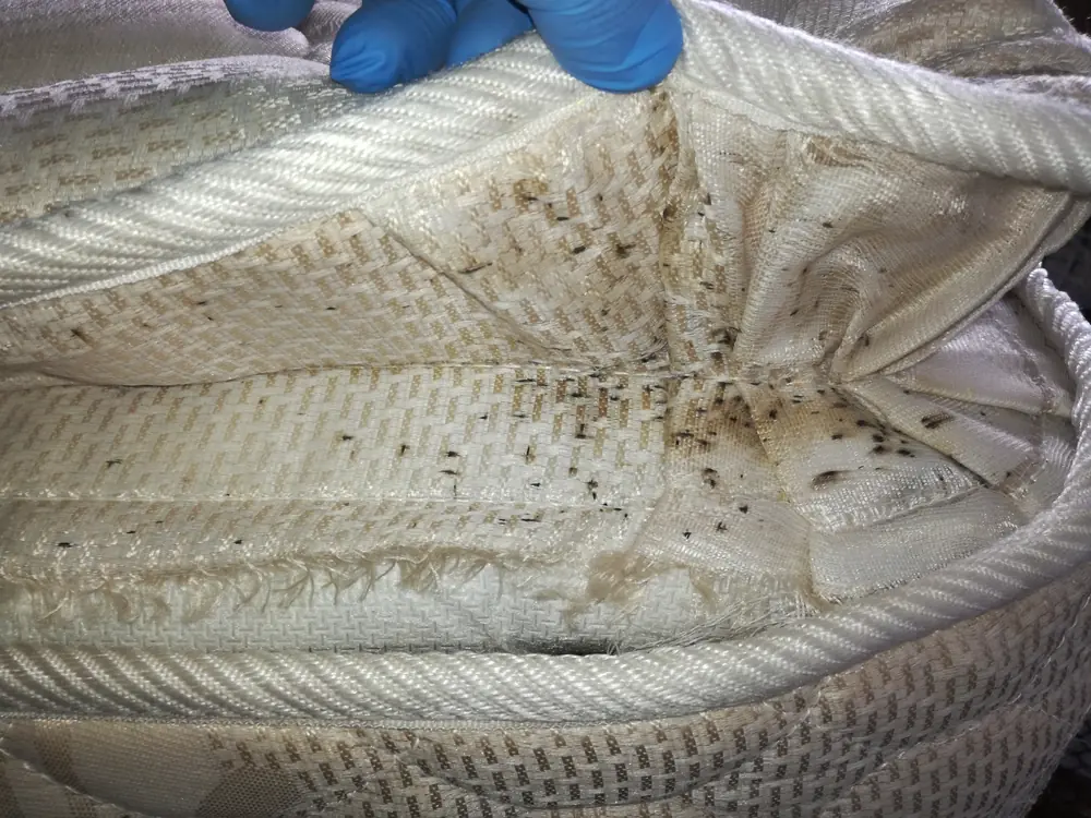 Chinches de cama en costura de colchón durante inspección