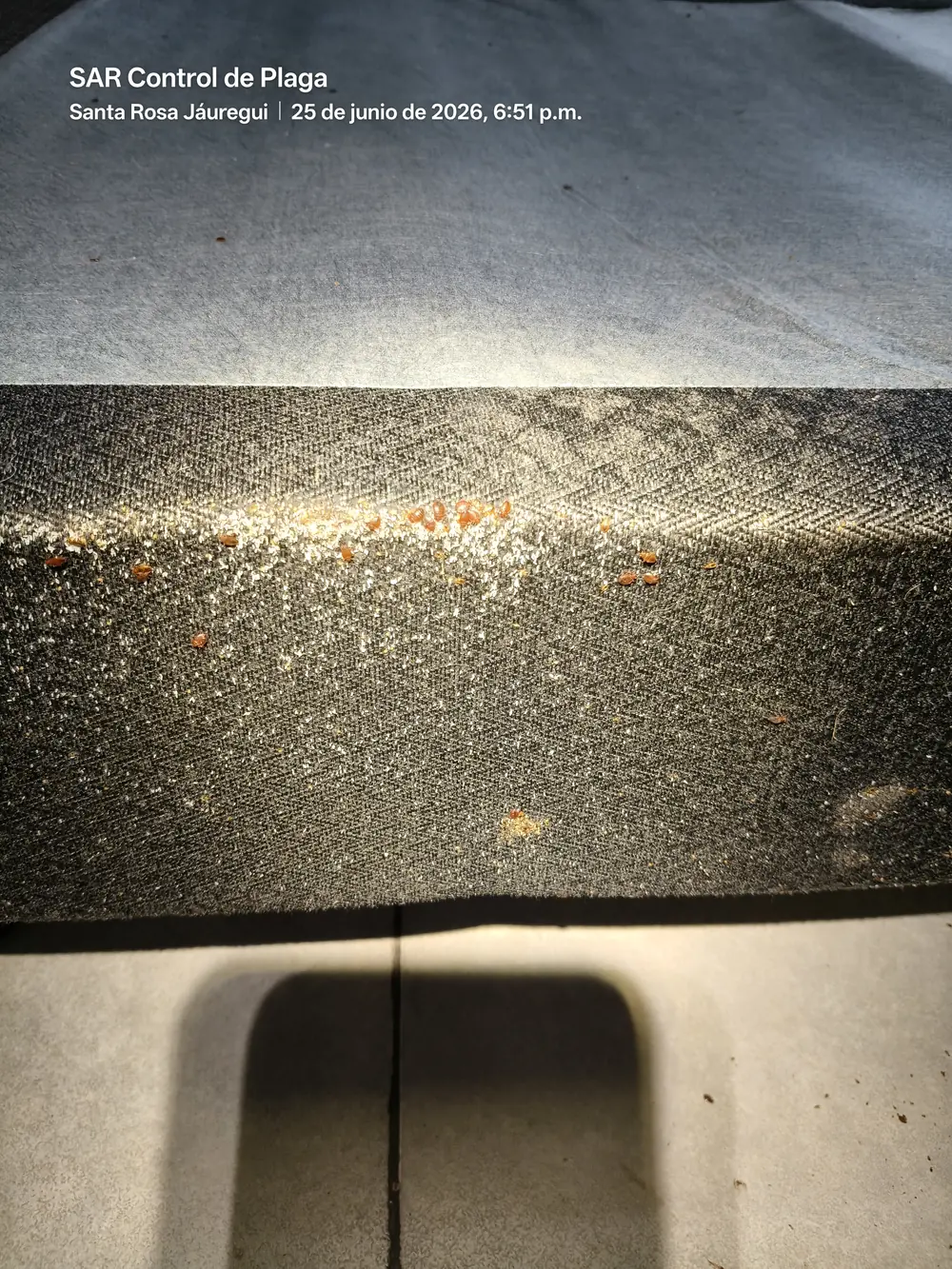 Agregación de chinches de cama: huevecillos, ninfas y adultos en box de cama