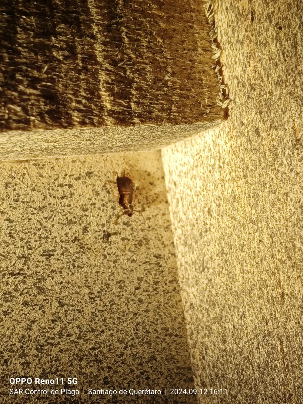 Ninfa de cucaracha alemana (Blatella germanica) afectada por regulador de crecimiento