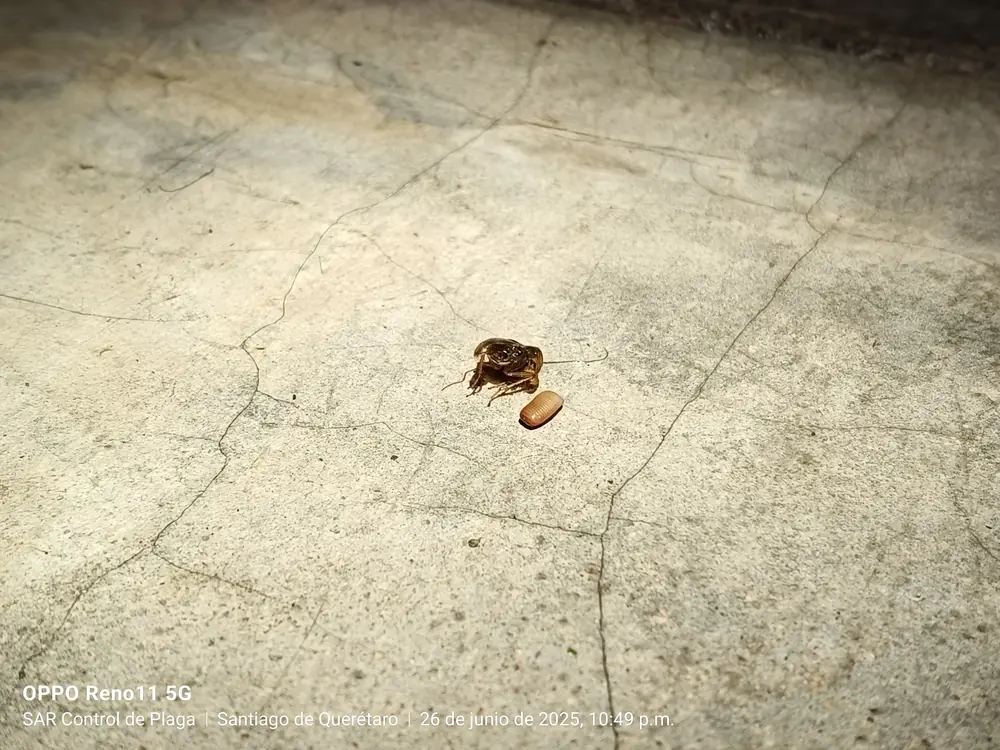 Cucaracha alemana (Blatella germanica) junto a su ooteca sobre piso de concreto