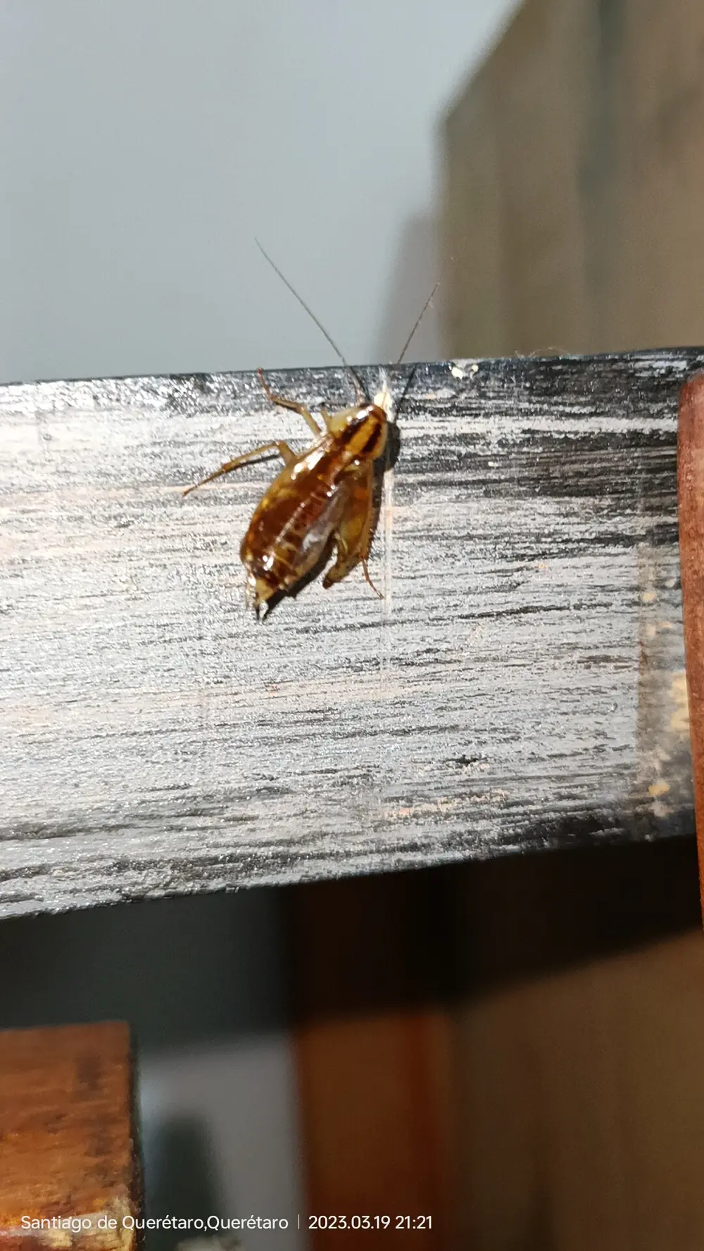 Cucaracha alemana afectada por regulador de crecimiento (imitador de hormona juvenil)