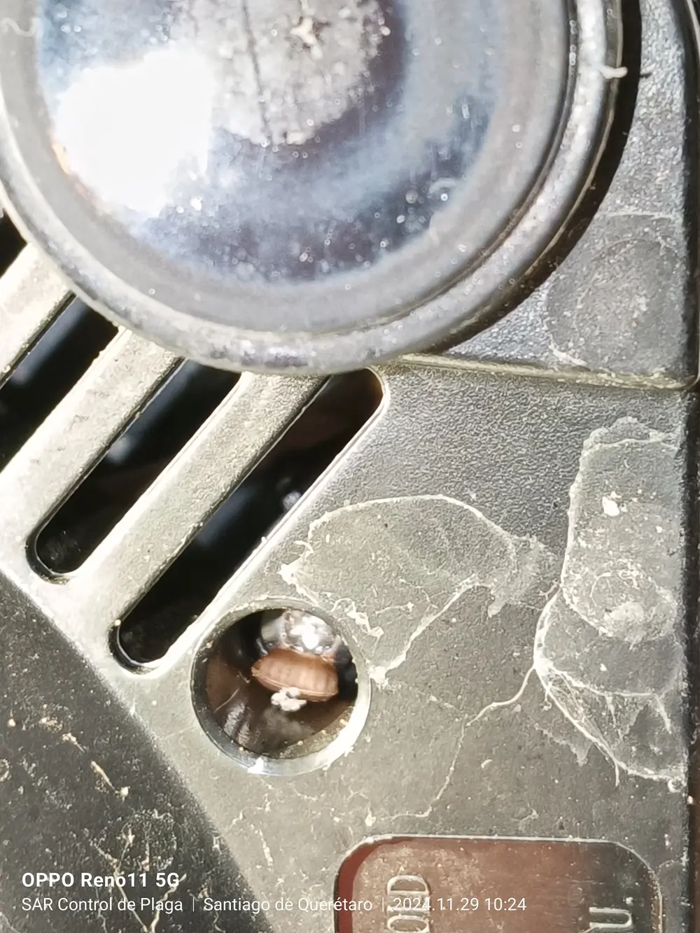 Ooteca de cucaracha de banda marrón (Supella longipalpa) en electrodoméstico