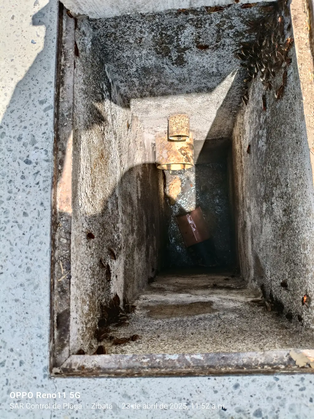 Interior de un registro sanitario con presencia de cucarachas