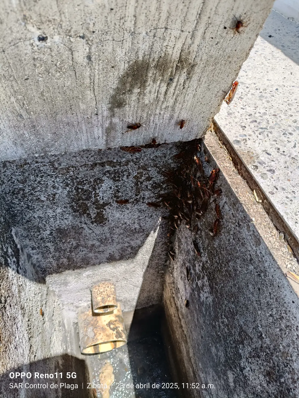Cucarachas americanas agrupadas en la esquina superior de un registro sanitario
