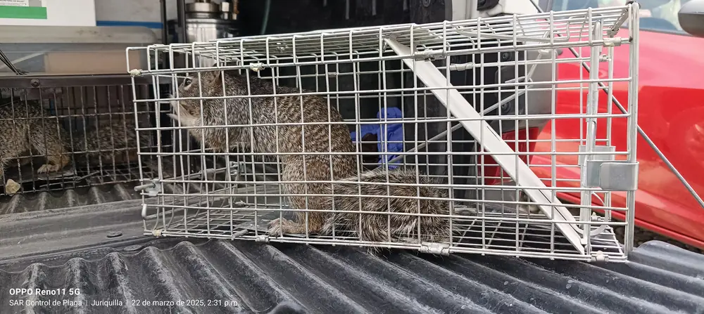 Ardilla capturada en jaula trampa para reubicación