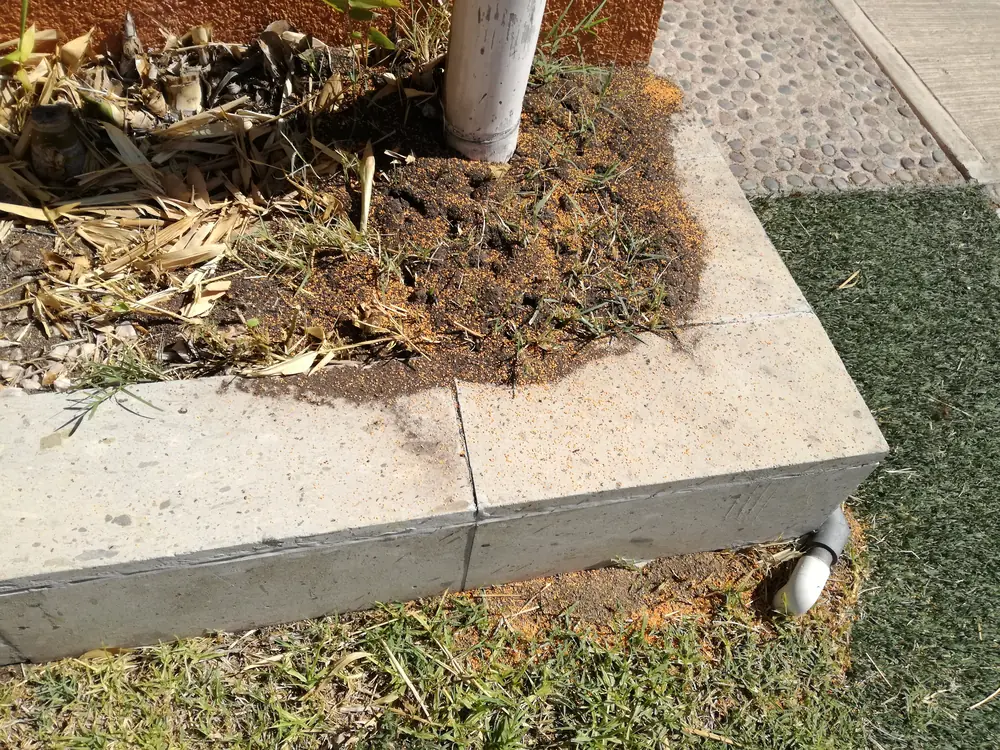 Montículo de hormigas en la base de un poste junto a una banqueta