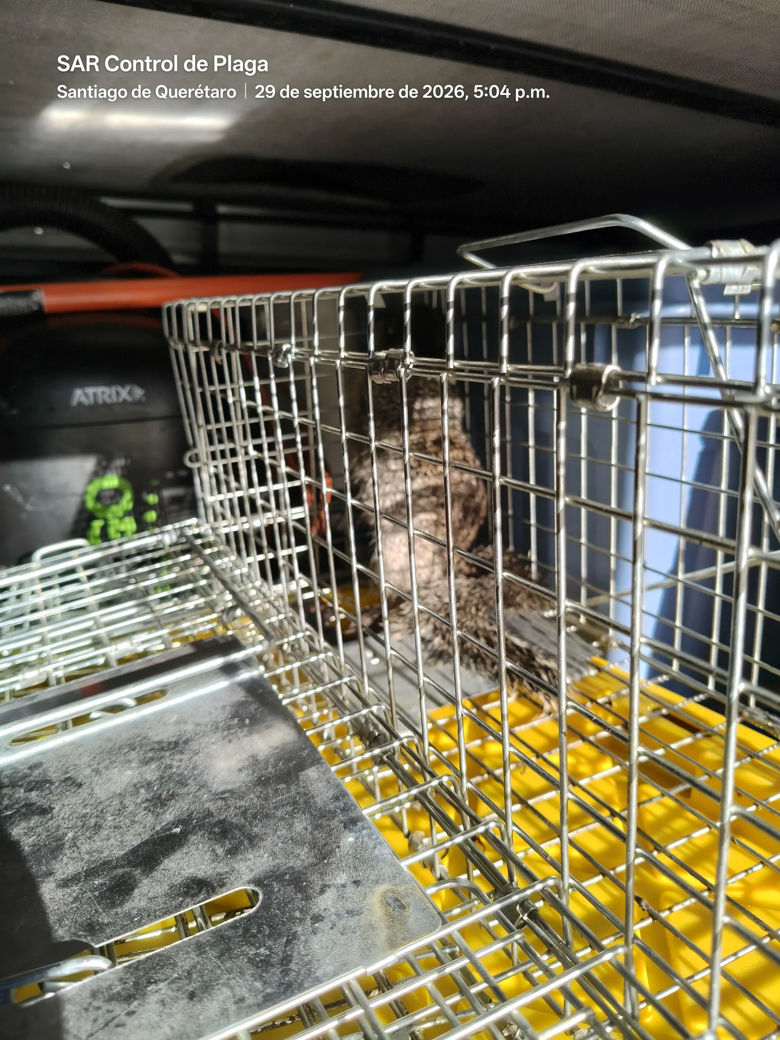 Transport of a captured tree squirrel for relocation