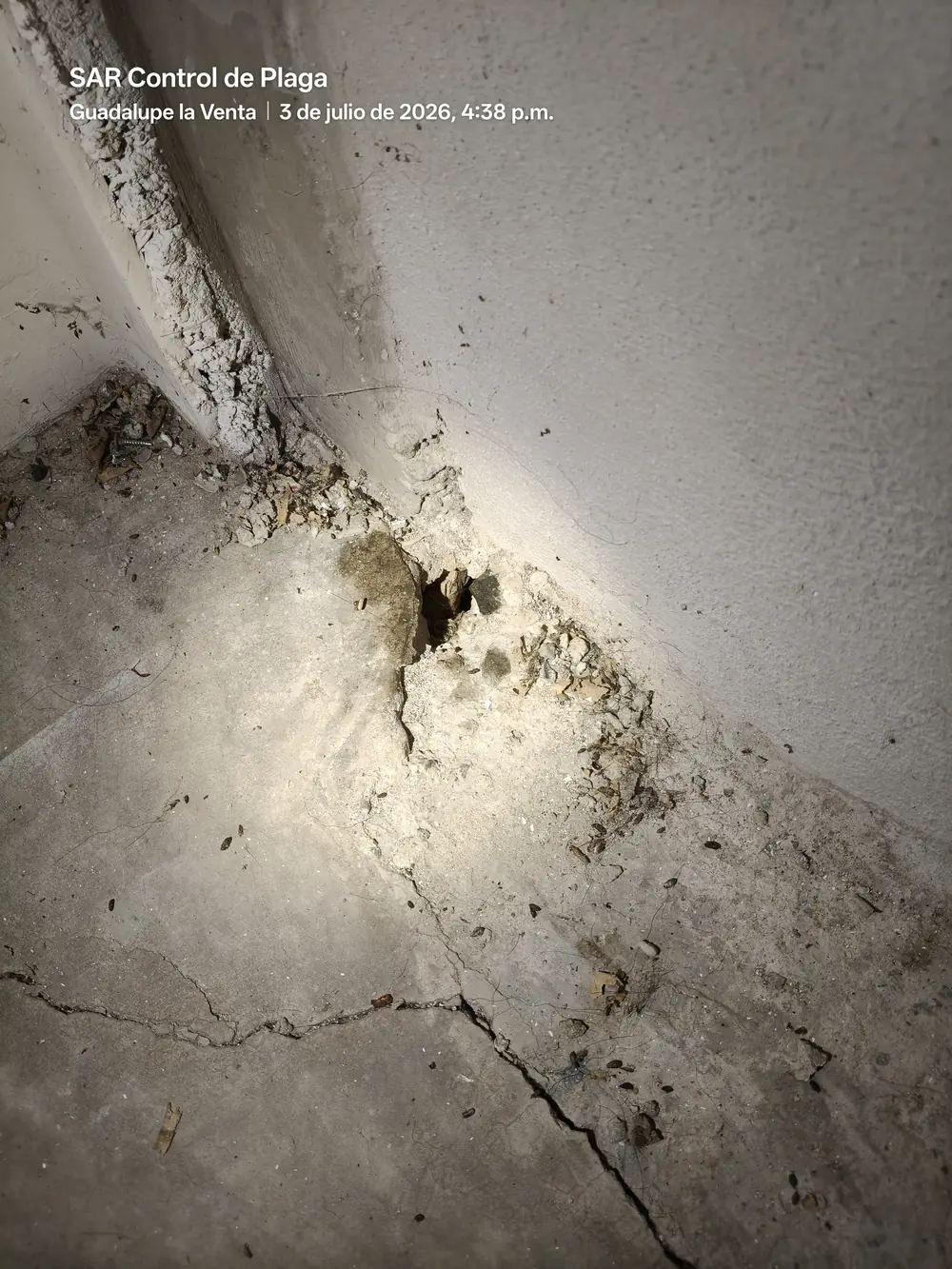Punto de acceso de ratones en grieta de muro de bodega