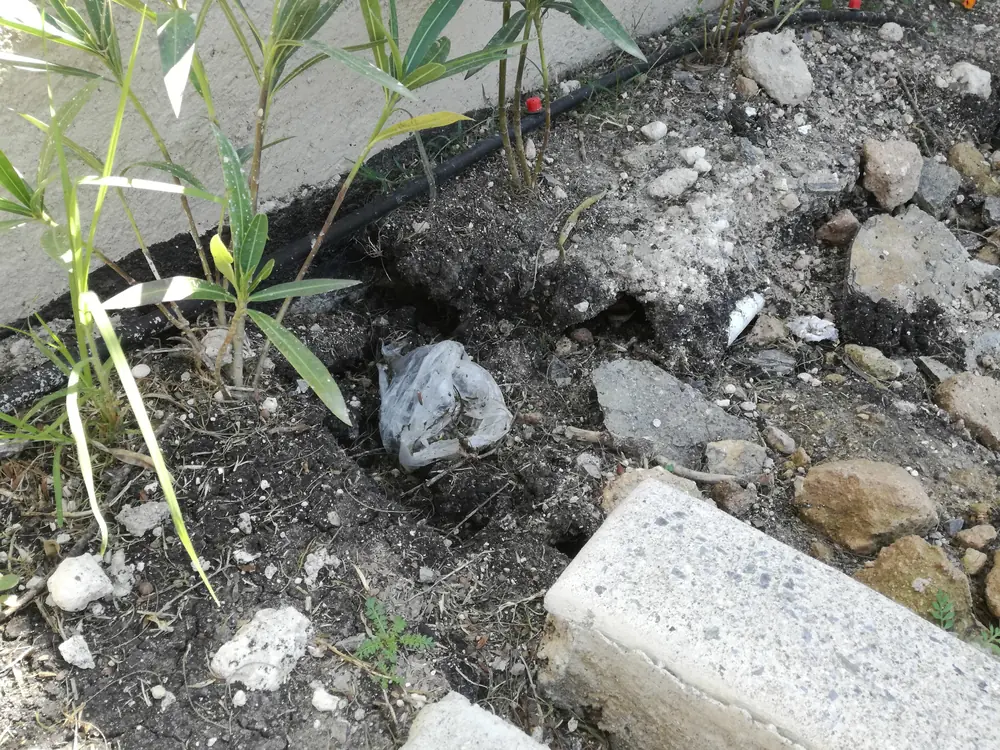 Posible entrada de madriguera de roedor junto a la base de un muro