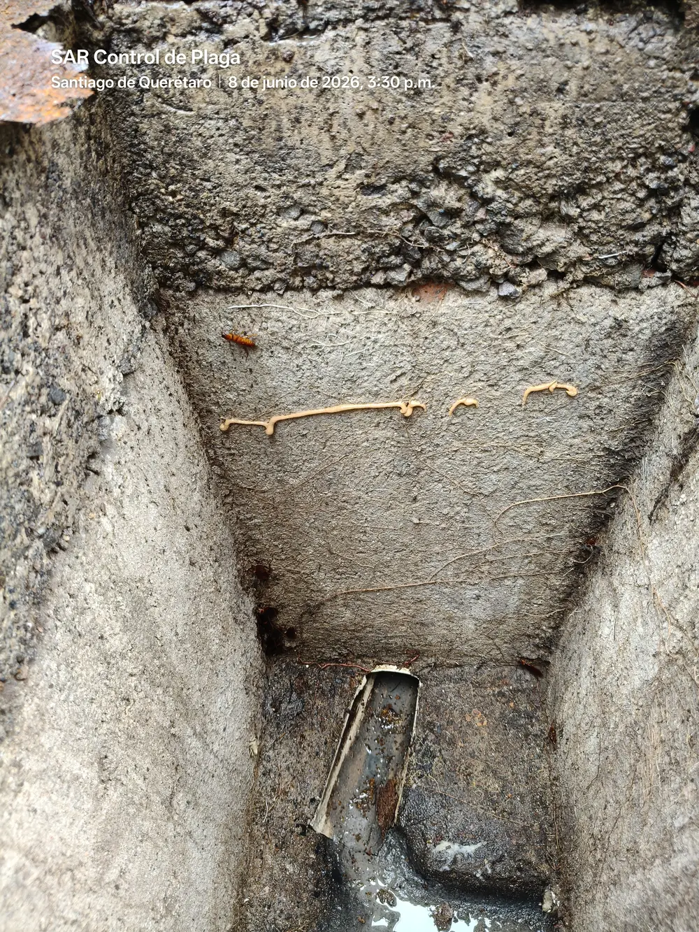Tubo de lodo de termitas en la esquina interior de un registro de concreto