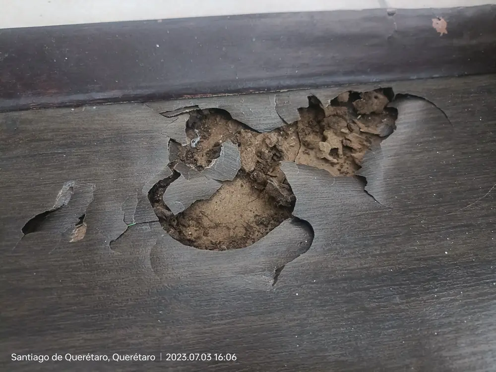 Daño extenso por termitas en superficie de madera
