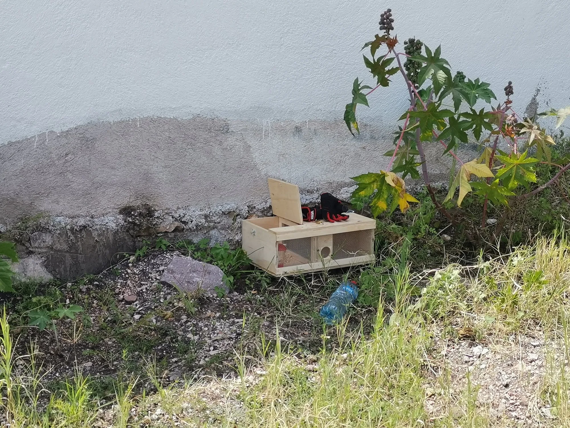 Wooden snake trap installed beside an outside wall