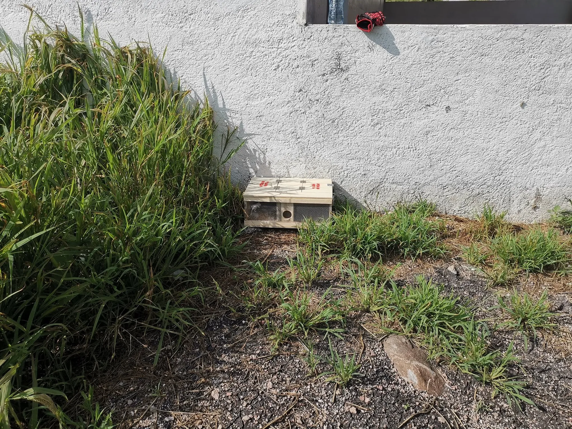 Wooden snake trap beside vegetation